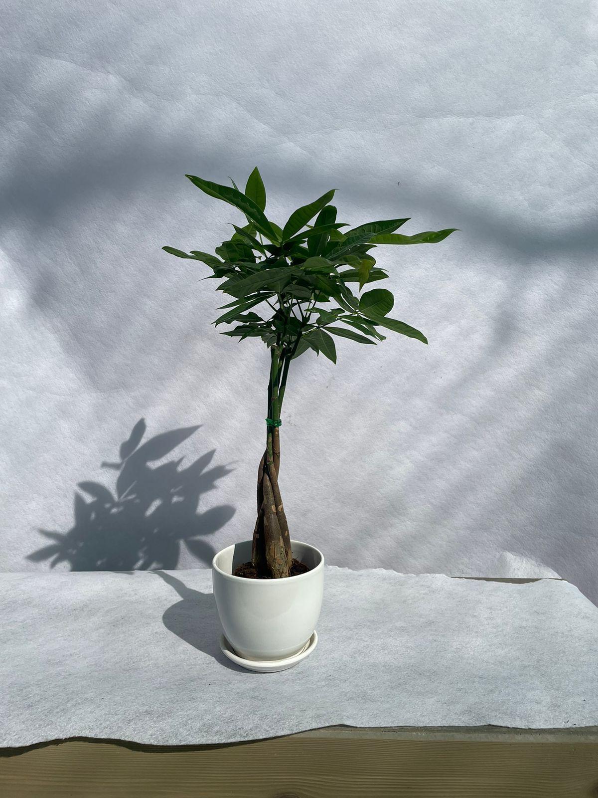 Money Plant - Ceramic Pot