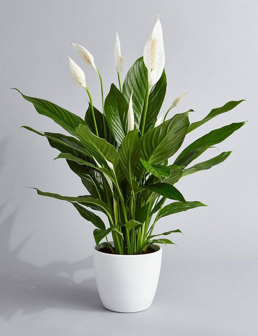 Peace Lily - White Pot