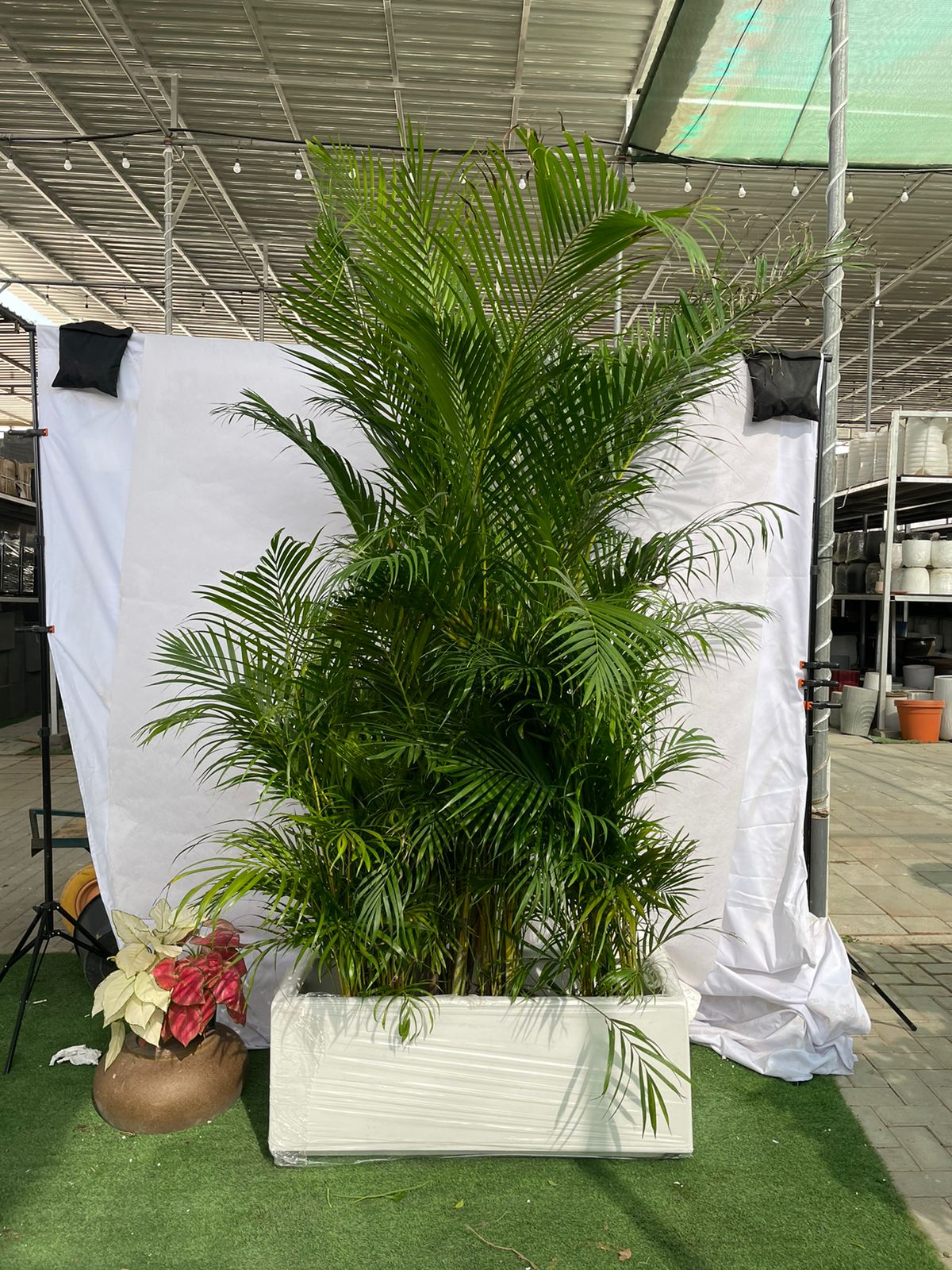 Areca Palm Tropical Fiber Planter Arrangement