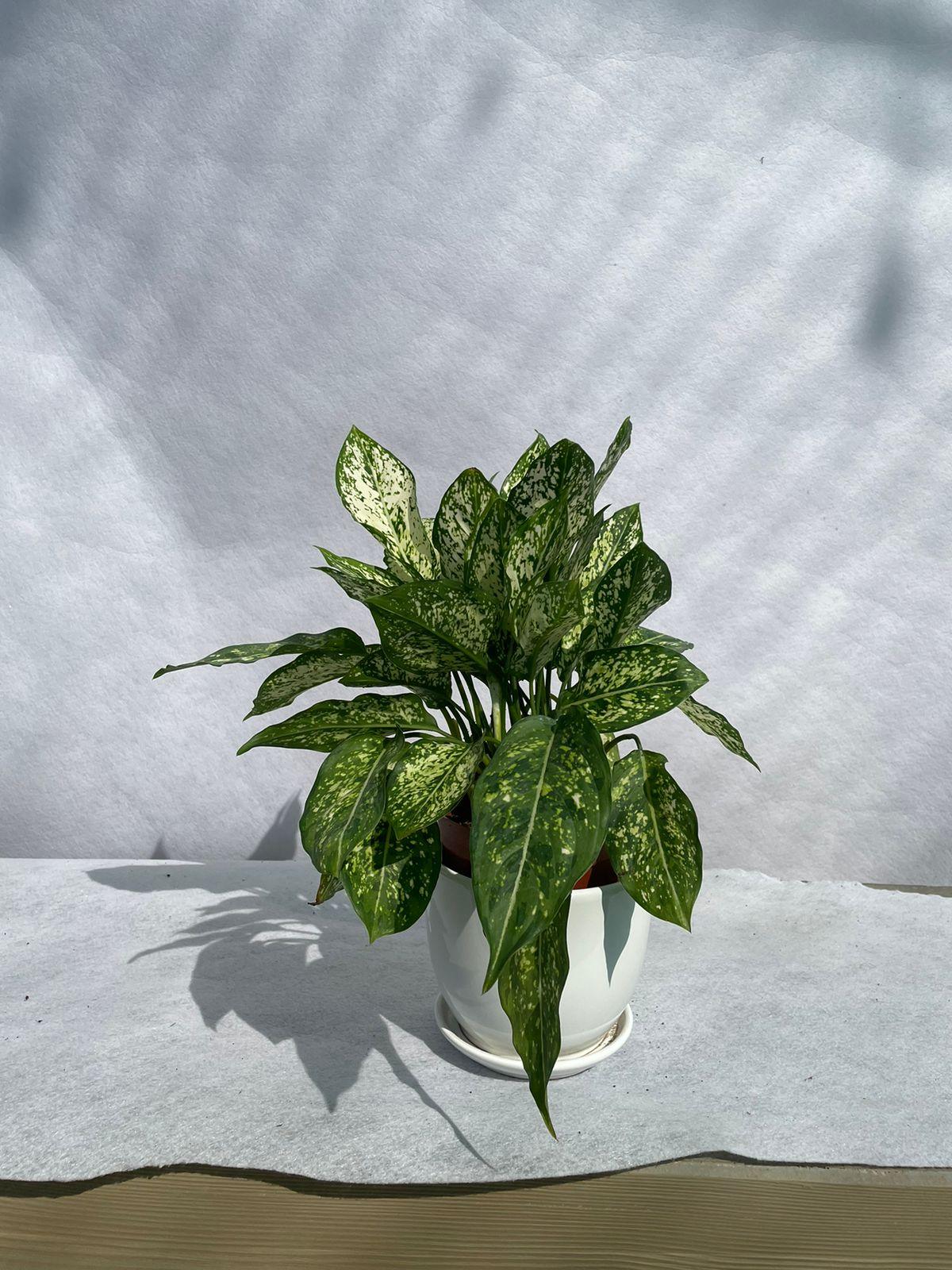 Aglaonema - Ceramic Pot