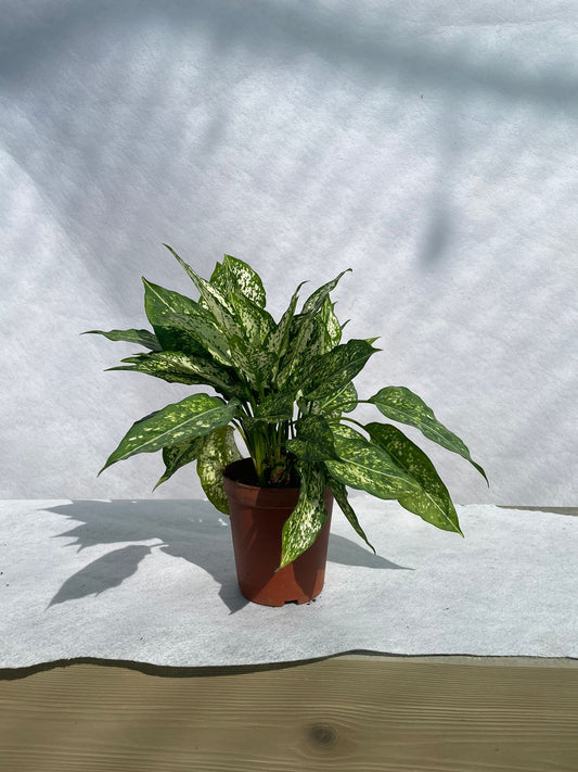 Aglaonema - Nursery Pot