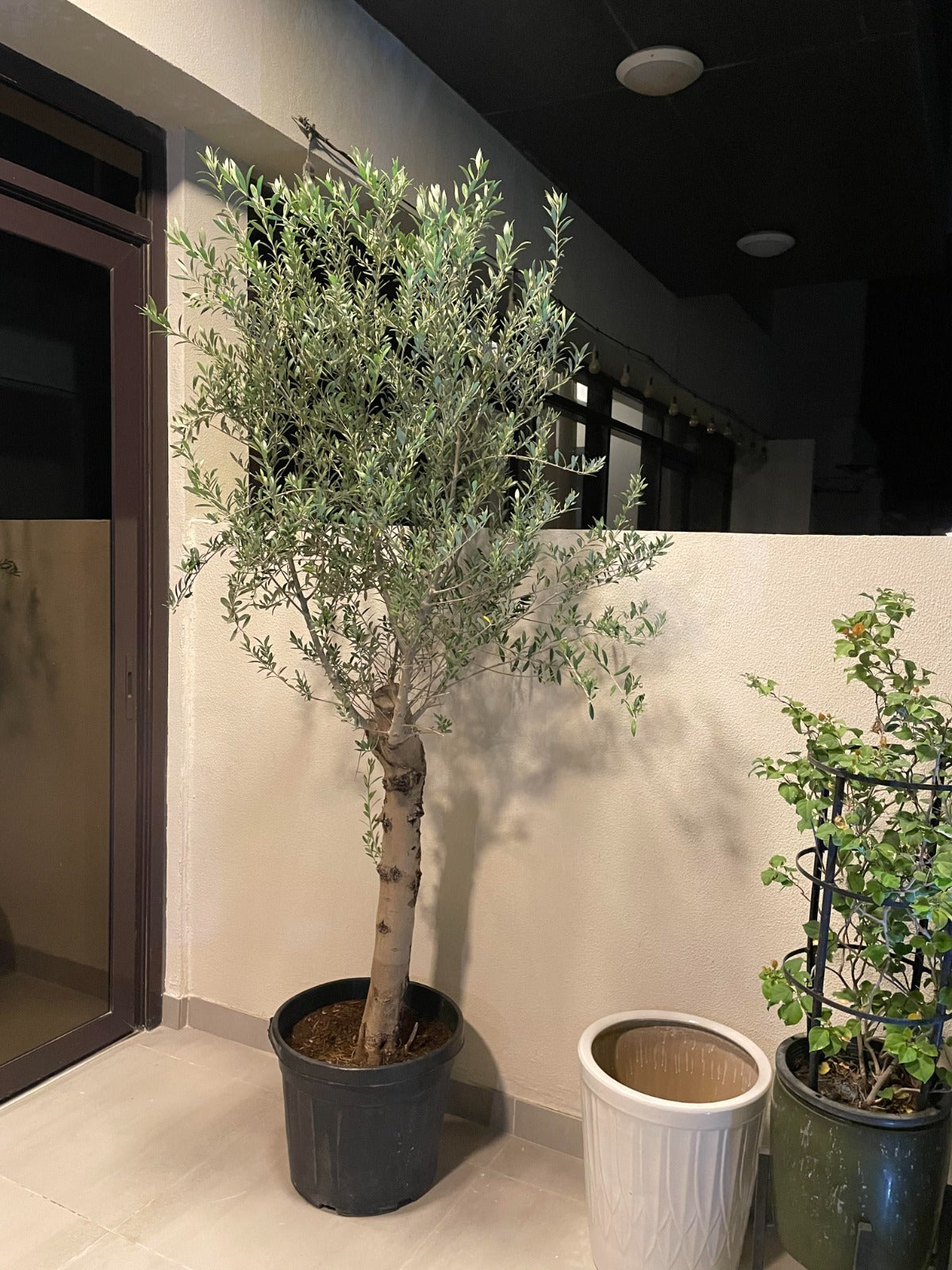 Thick Trunk Olive Tree - Nursery Pot