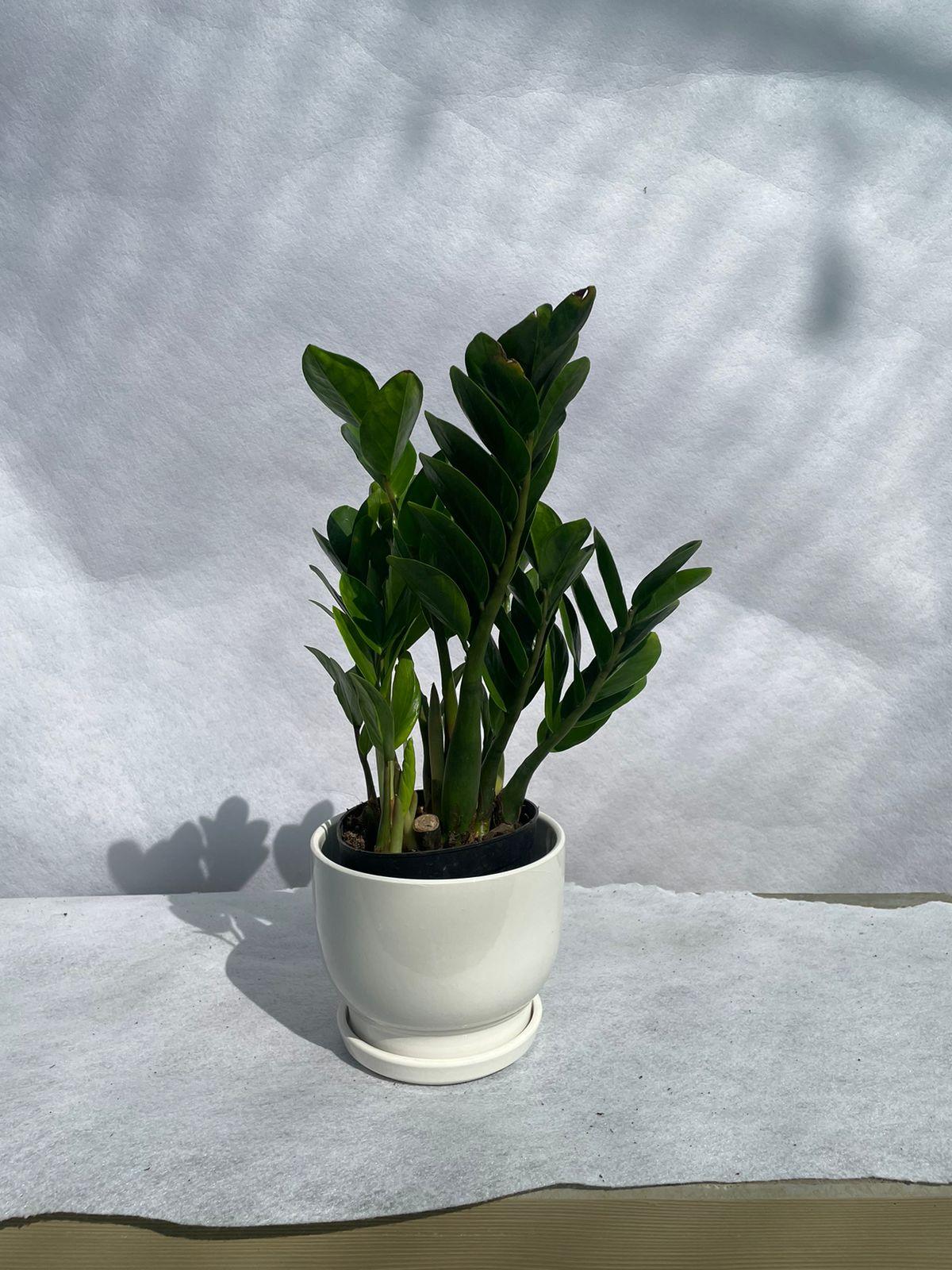 Zamia - Ceramic Pot