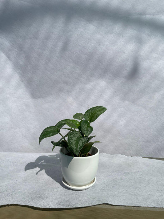 Aglaonema - Ceramic Pot