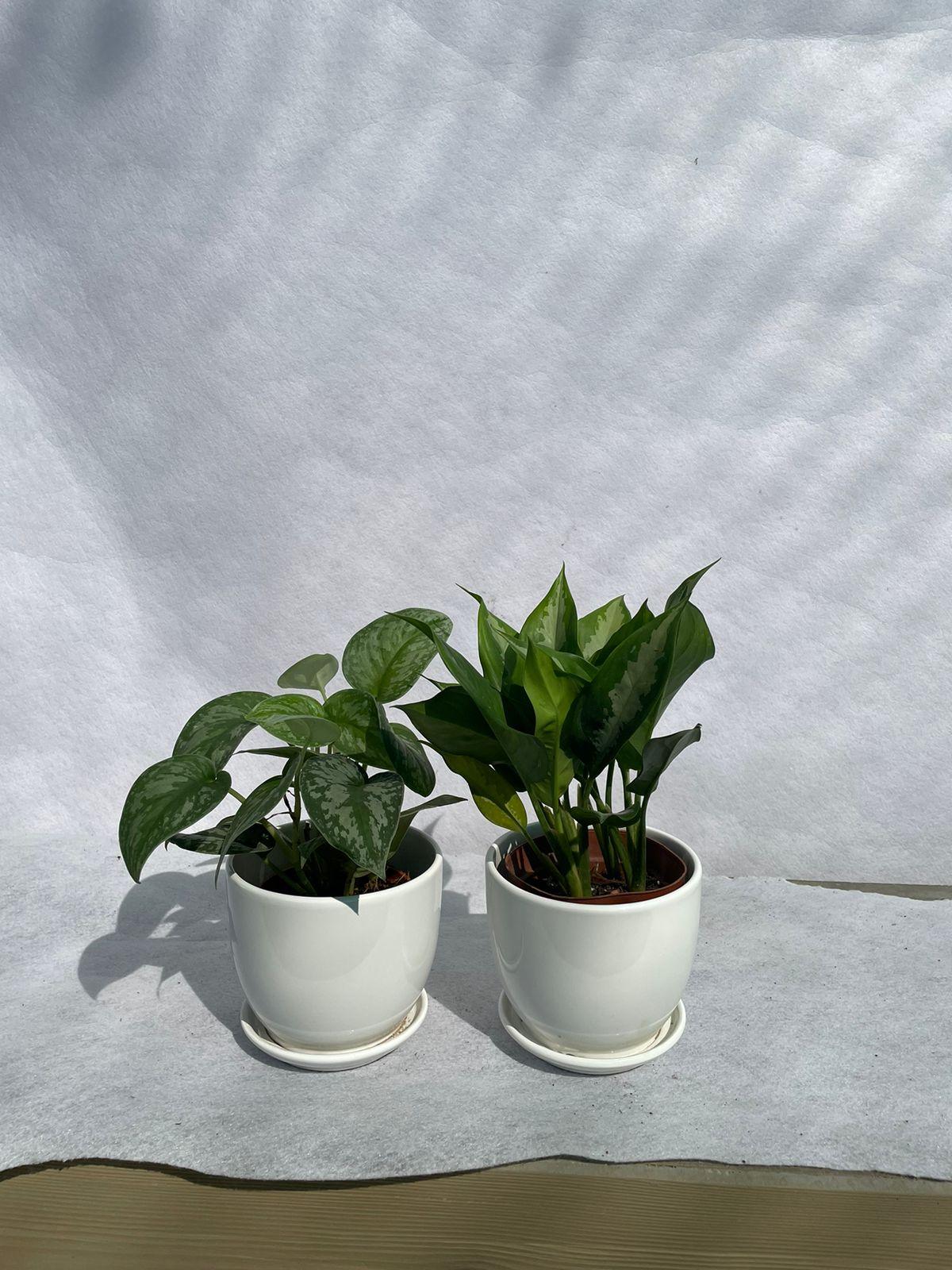 Aglaonema Bundle of Two