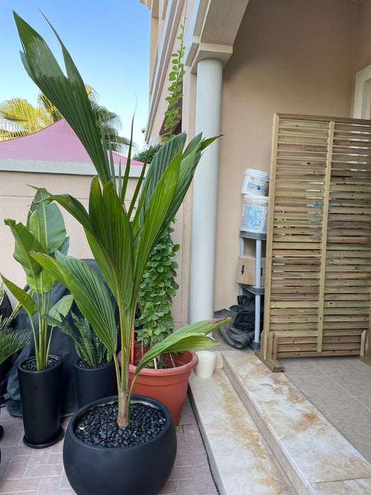 Coconut Palm - Fiber Matte Pot