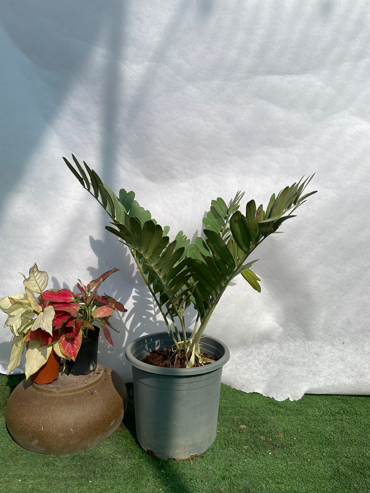 Outdoor Zamia - Nursery Pot