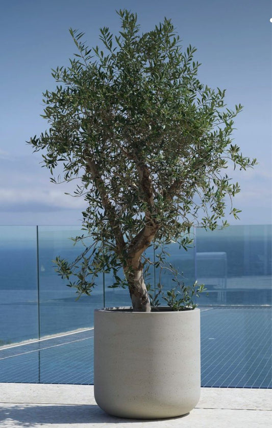 Large Olive Tree - Fiber Pot