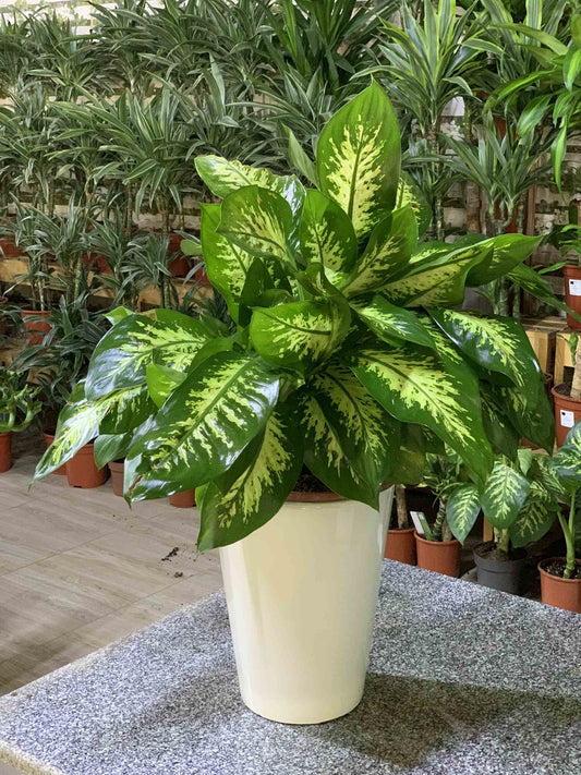 Dieffenbachia - Promotion