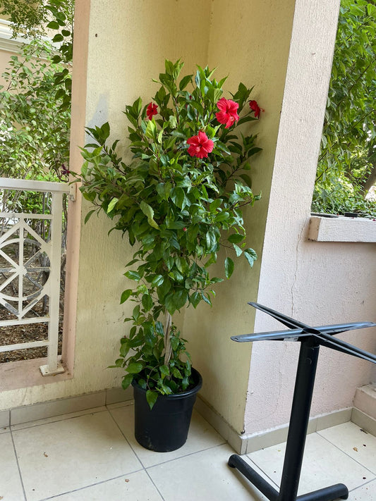 Tall Hibiscus - Nursery Pot