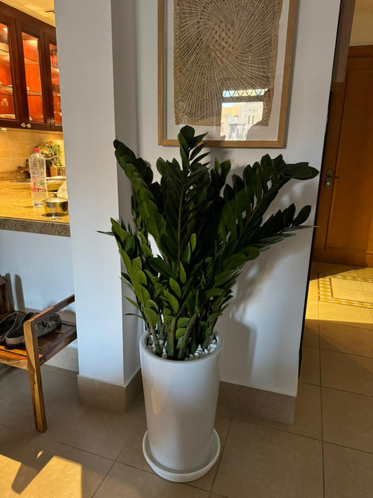 ZZ - Medium Tall Pot