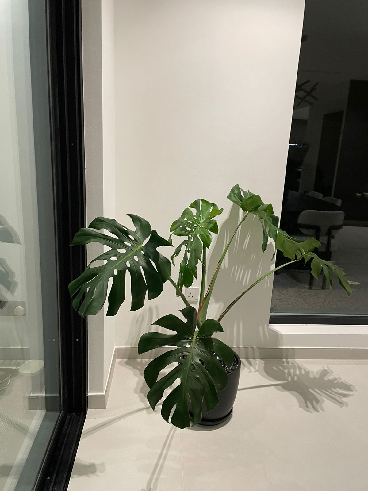 Monstera - Ceramic Pot