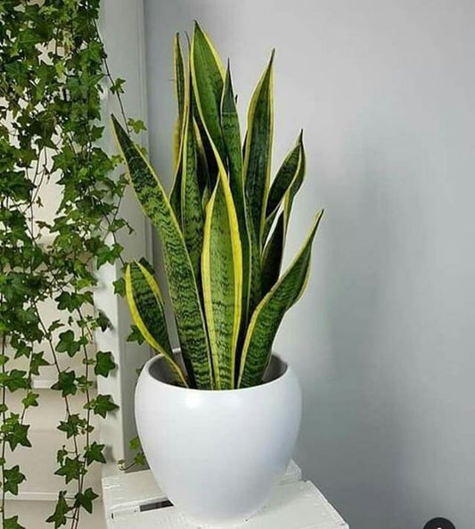 Snake Plant - Shallow Pot