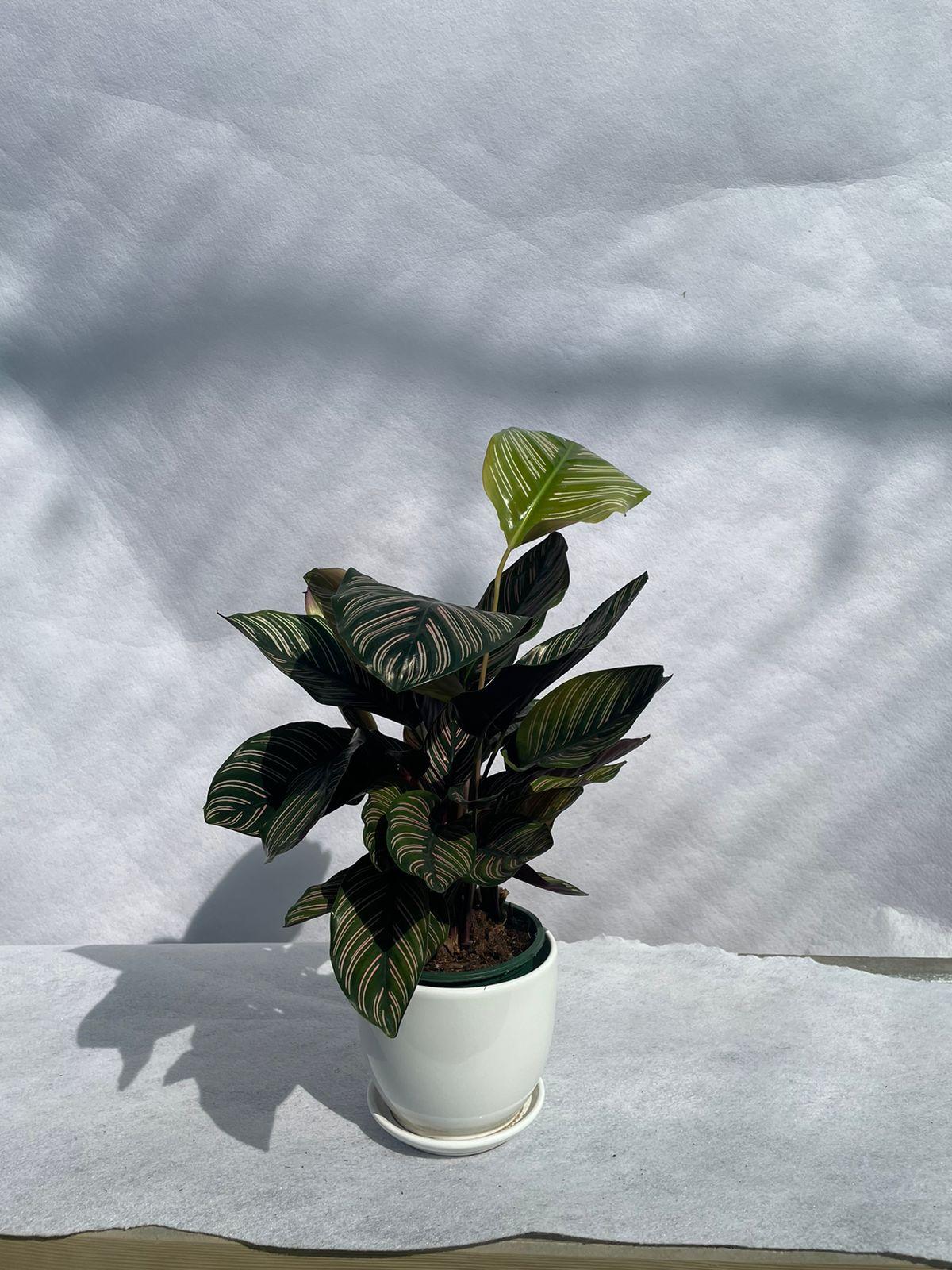 Calathea - Ceramic Pot