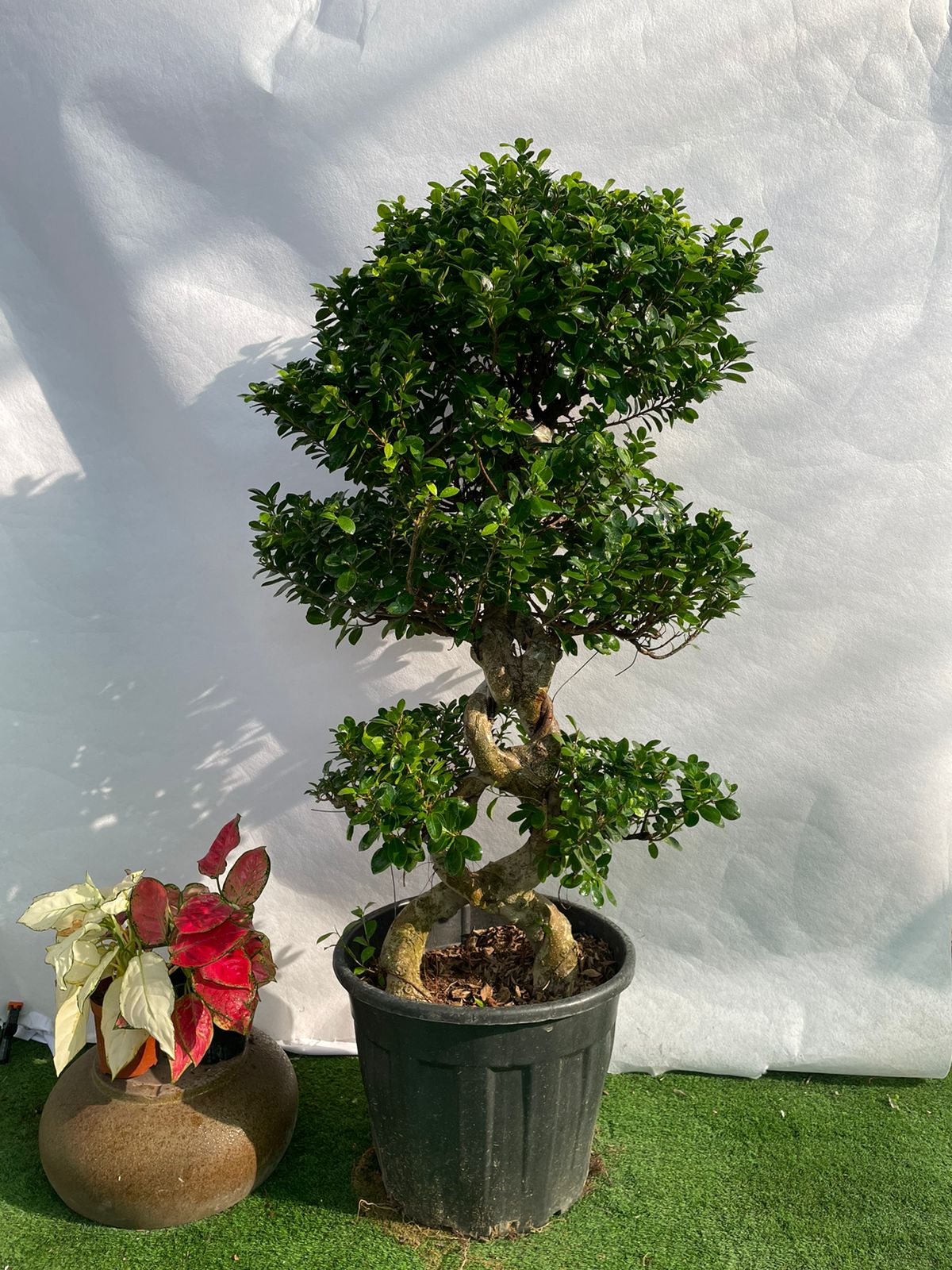 Bonsai S shape - Nursery Pot