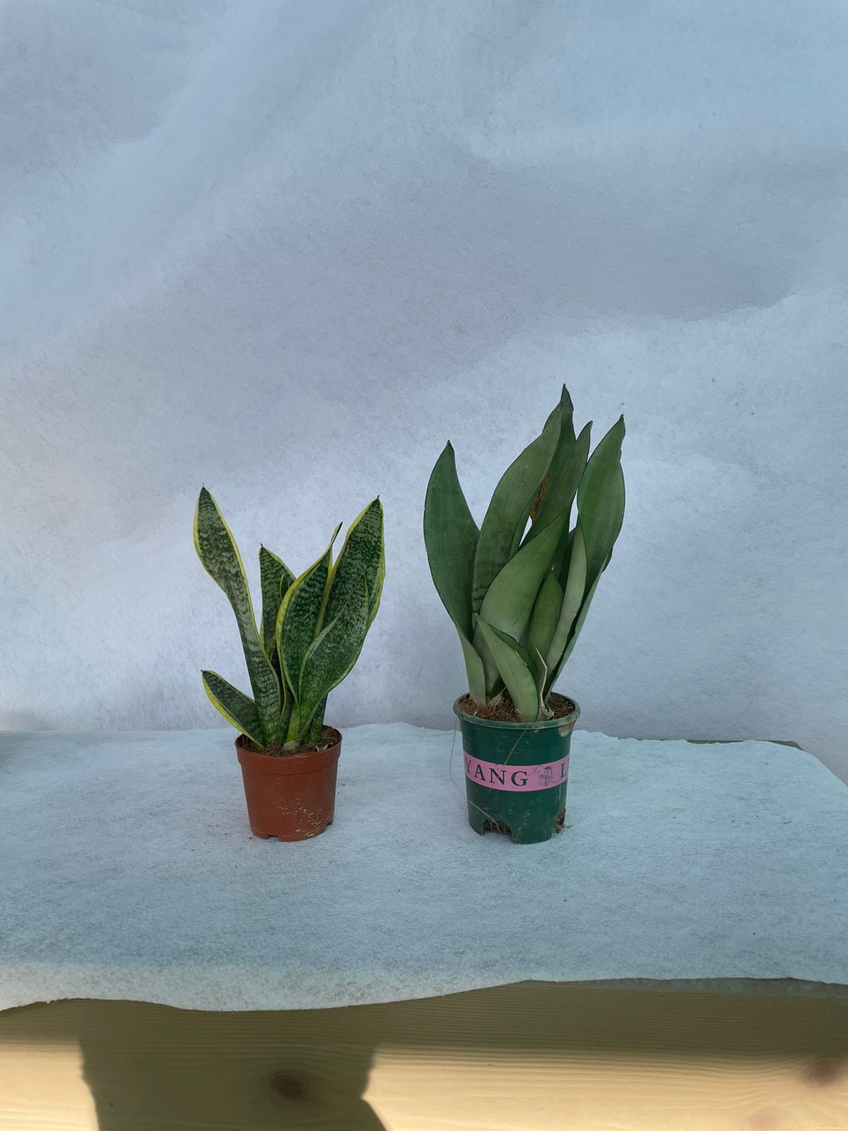 Snake Plants - Bundle of Two