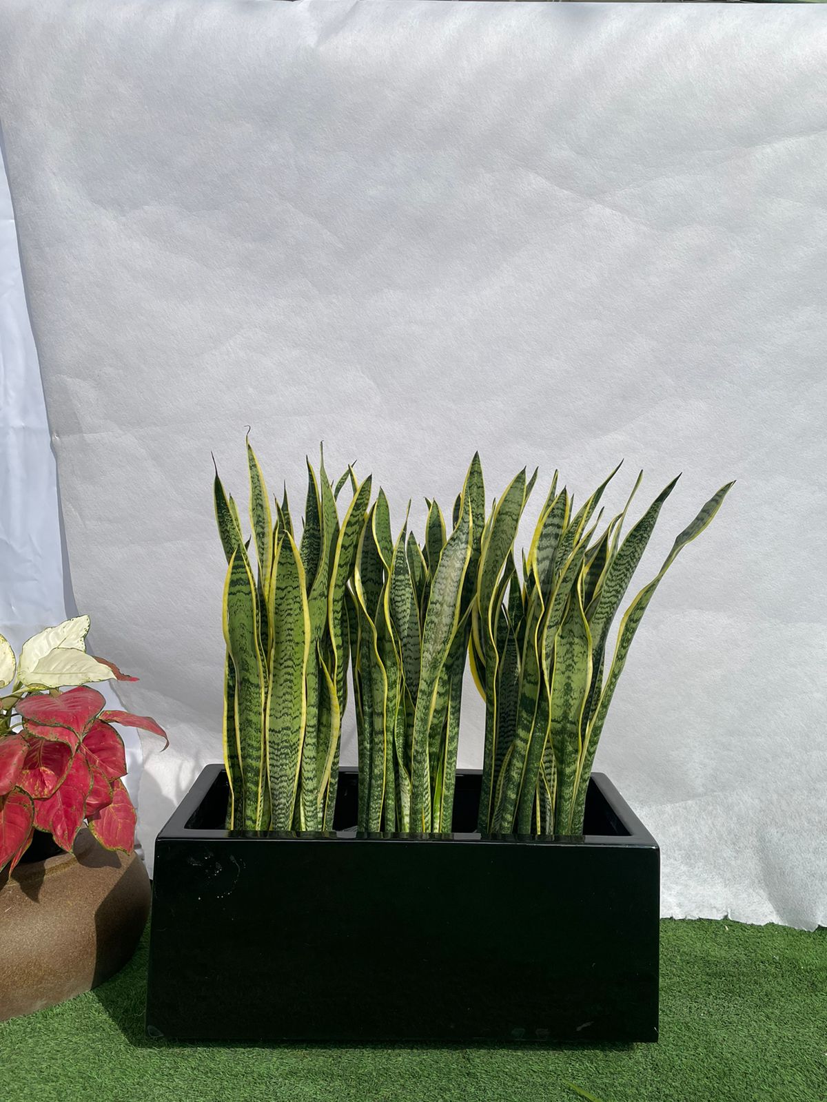 Snake Plants - Fiber Planter Arrangement