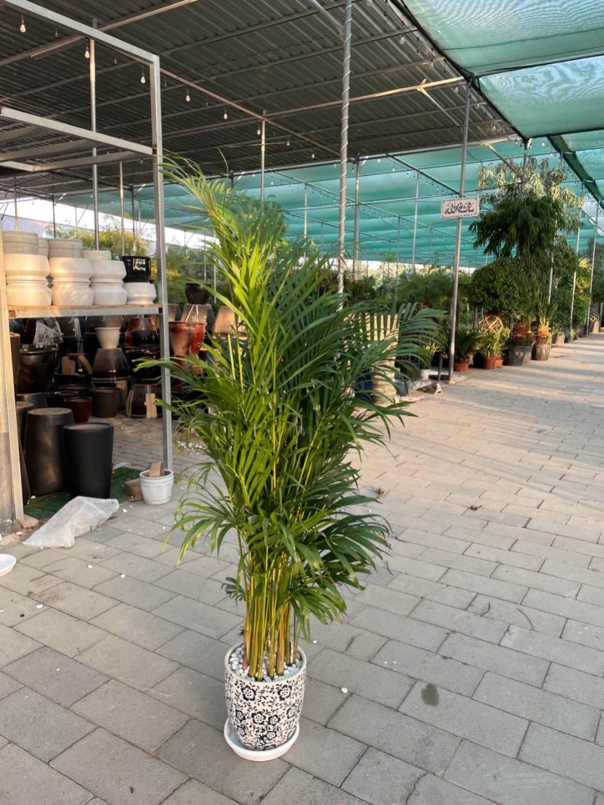 Areca Palm - Medium