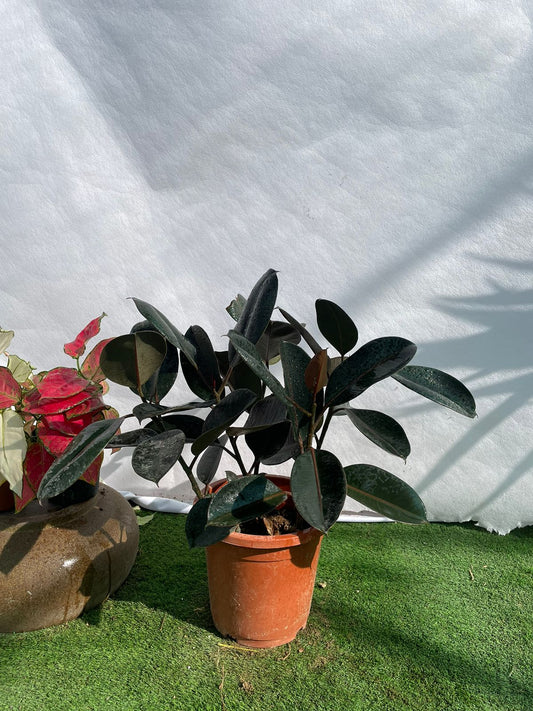 Rubber Plant - Nursery Pot