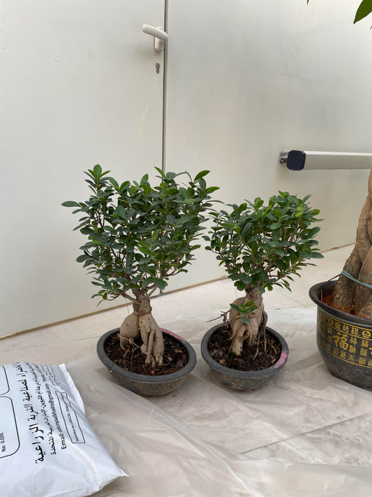 Two Bonsai Shallow Pot Bundle