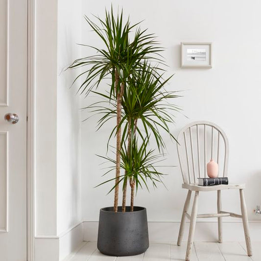 Dracena Draco - Fiber Plant