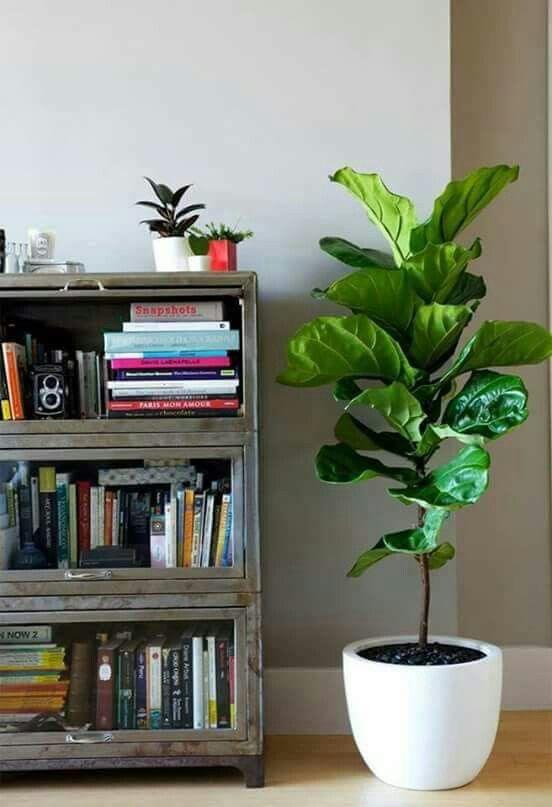 Fiddle Lead Fig - Fiber Potted