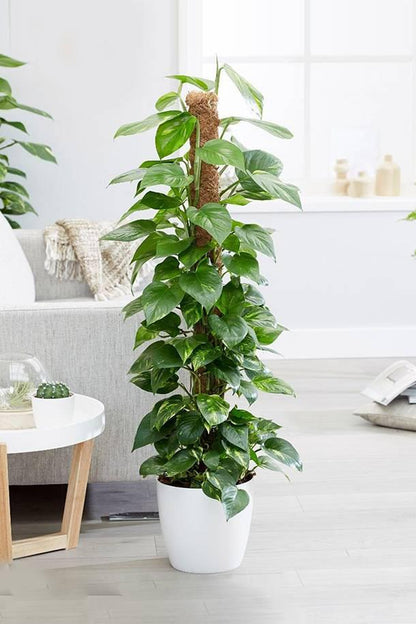 Money Plant - Big 150CM - 170 CM HOLLAND