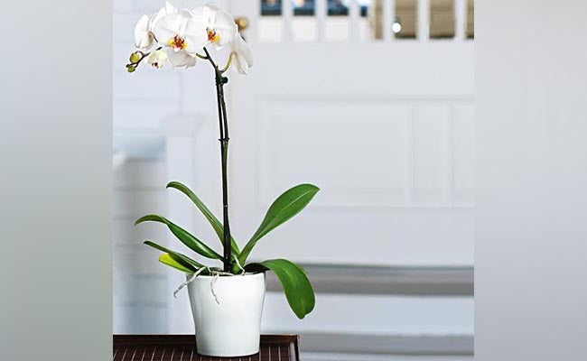 Single white Orchid - Ceramic Pot