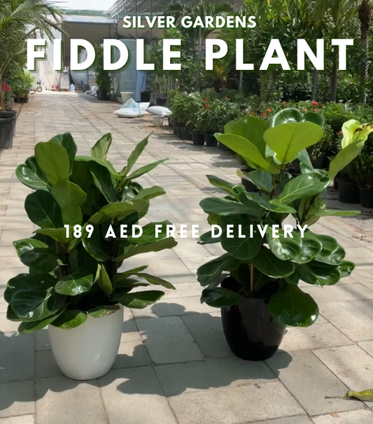 Bushy Fiddle Plant - PROMOTION 80-100 CM